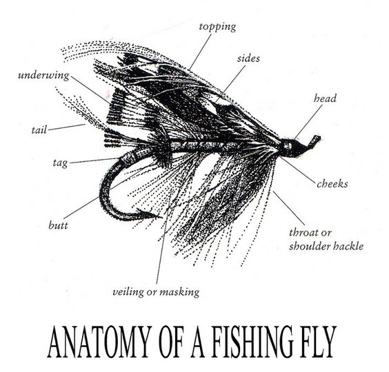 Fly tying Proportions of fly